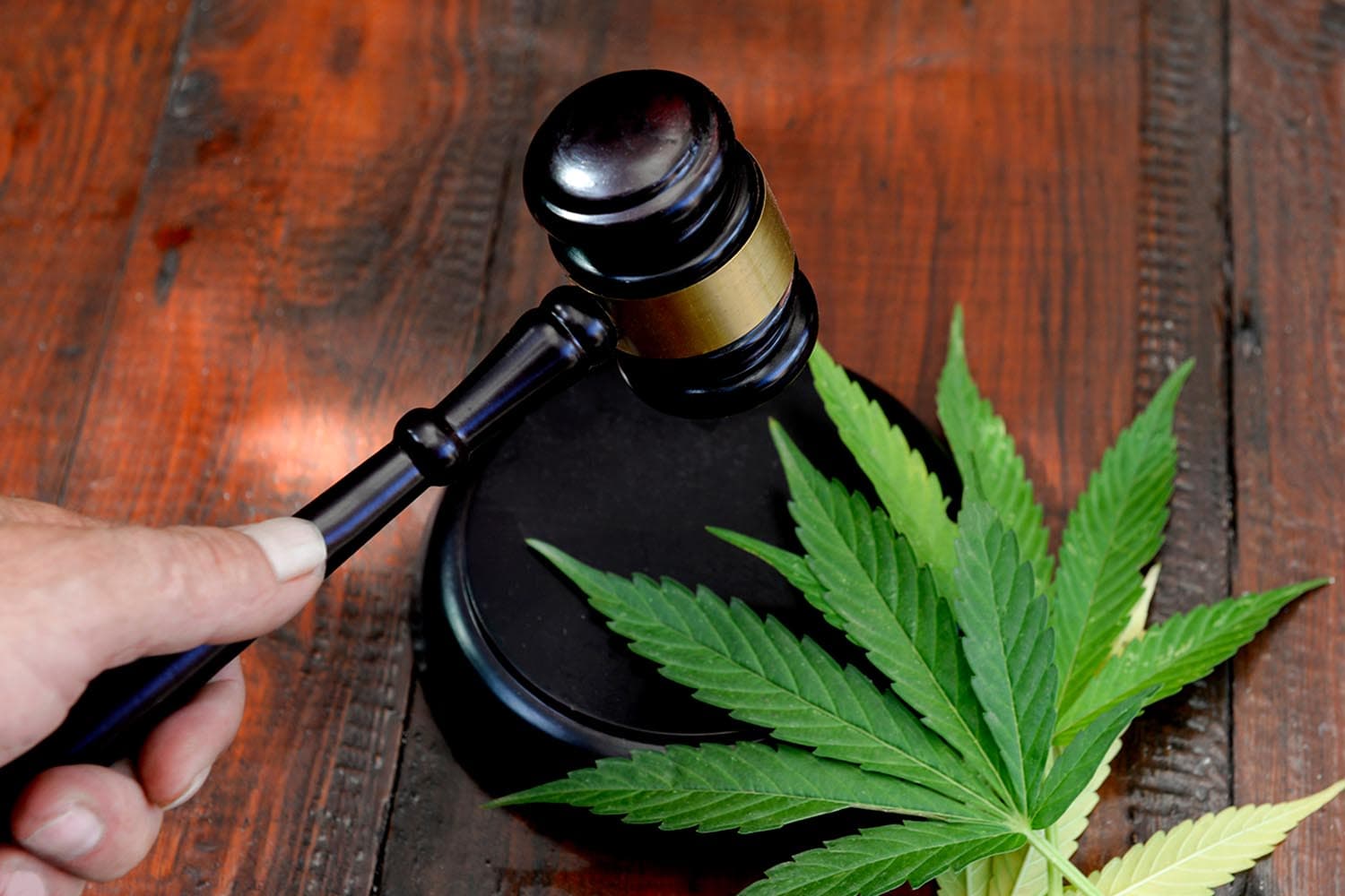 Poll_shows_people_support_bringing_marijuana_back_to_the_list_of_drugs_SPACEBAR_Hero_7ca1082129.jpg