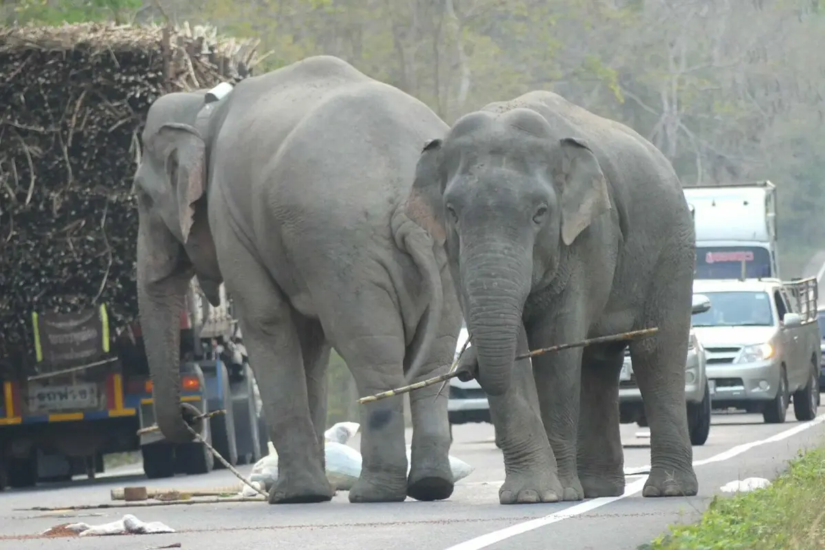 Princess-Bajrakitiyabha-royal-initiative-to-solve-the-human-elephant-conflict-SPACEBAR-Photo10.jpg