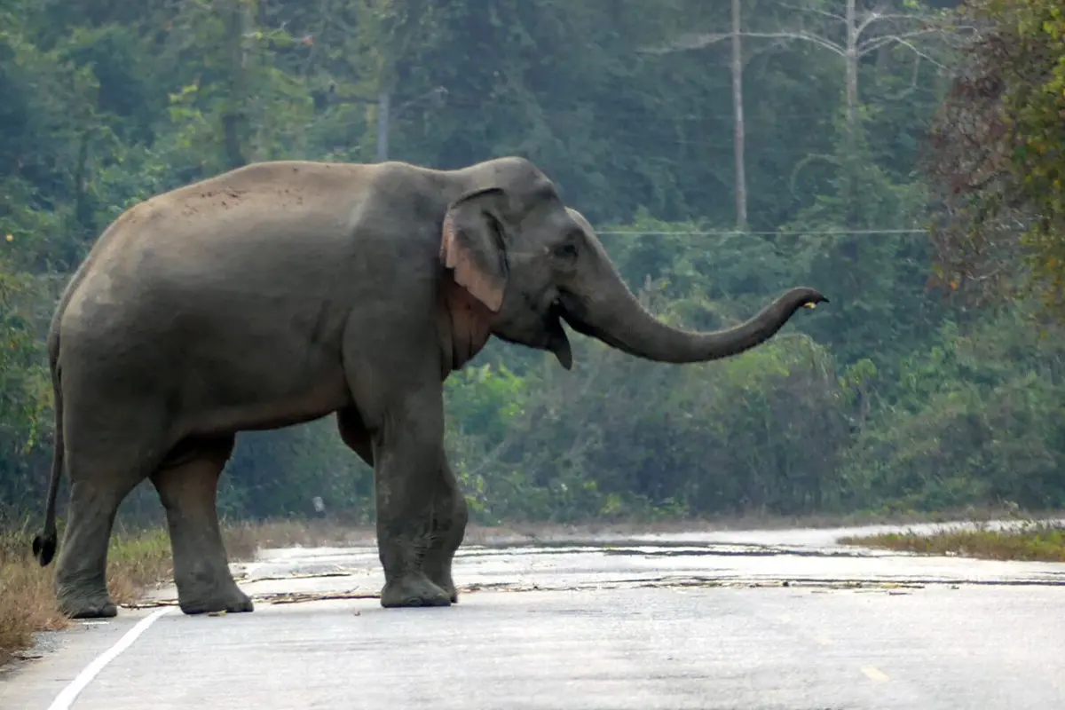 Princess-Bajrakitiyabha-royal-initiative-to-solve-the-human-elephant-conflict-SPACEBAR-Photo13.jpg