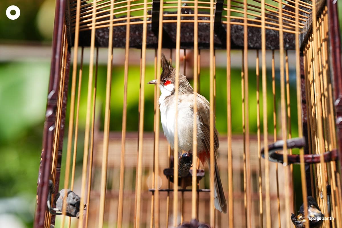 Reasons_for_claims_from_bird_breeders_red_whiskered_bulbul_SPACEBAR_Photo01_a5daeea315.jpg