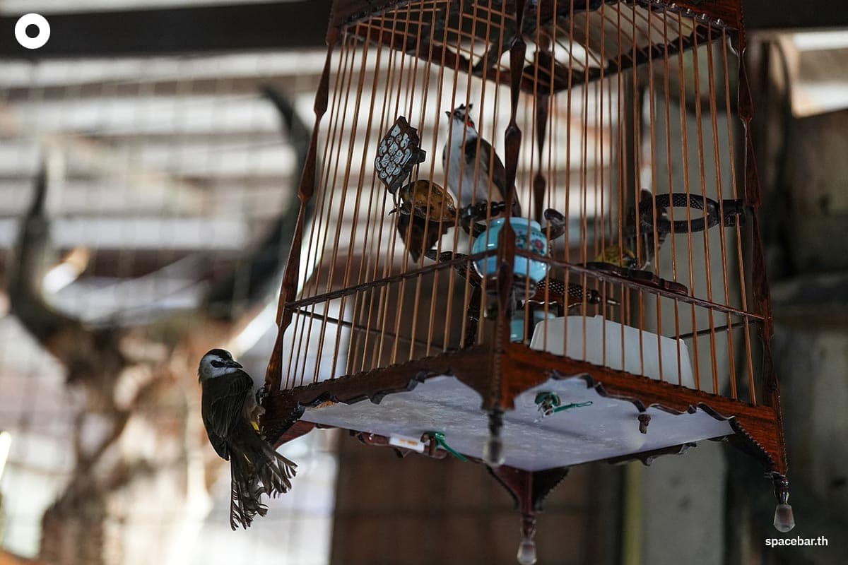 Reasons_for_claims_from_bird_breeders_red_whiskered_bulbul_SPACEBAR_Photo04_709d8d3859.jpg