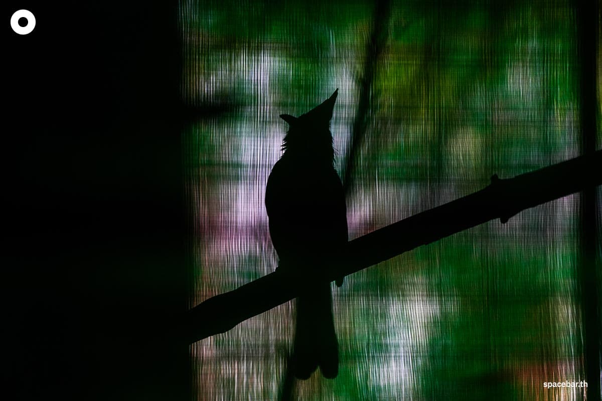 Reasons_for_claims_from_bird_breeders_red_whiskered_bulbul_SPACEBAR_Photo05_0a8bc3445e.jpg