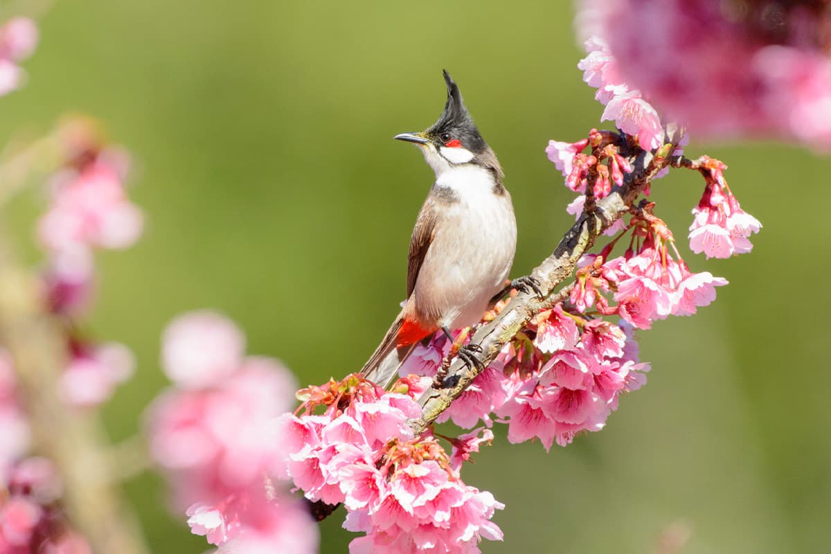 Red_whiskered_Bulbul_Conflict_politician_Environmentalists_and_bird_conservation_SPACEBAR_Photo01_1_0b42c99b6a.jpg