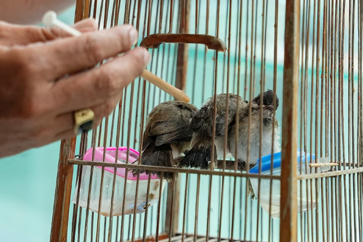 Red_whiskered_Bulbul_Conflict_politician_Environmentalists_and_bird_conservation_SPACEBAR_Photo03_ef89fbe606.jpg