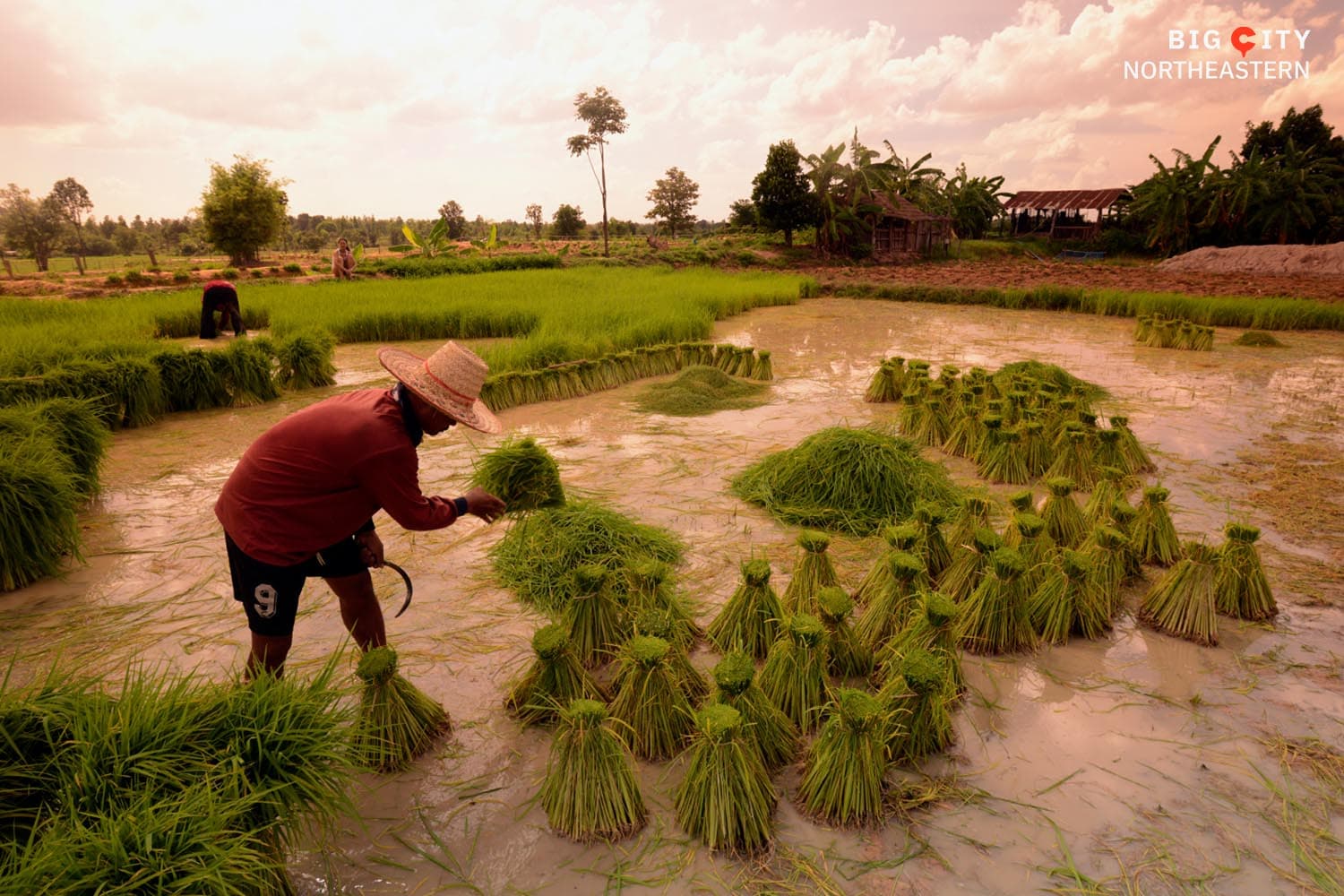 Revealing_the_survival_plan_for_farmers_who_grow_their_own_rice_to_sell_in_the_face_of_the_tariff_wall_of_Donald_Trump_USA_SPACEBAR_Hero_388b0d42d3.jpg