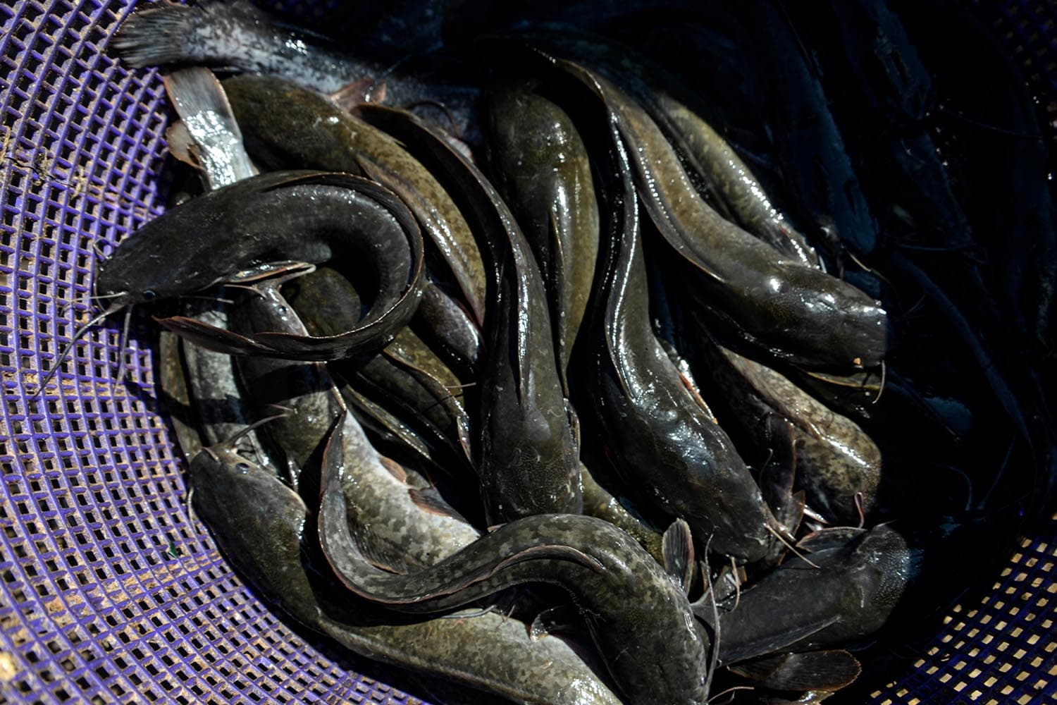 Scientists_modifying_catfish_with_alligator_DNA_create_hybrids_for_human_consumption_SPACEBAR_Hero_603feb48e5.jpeg