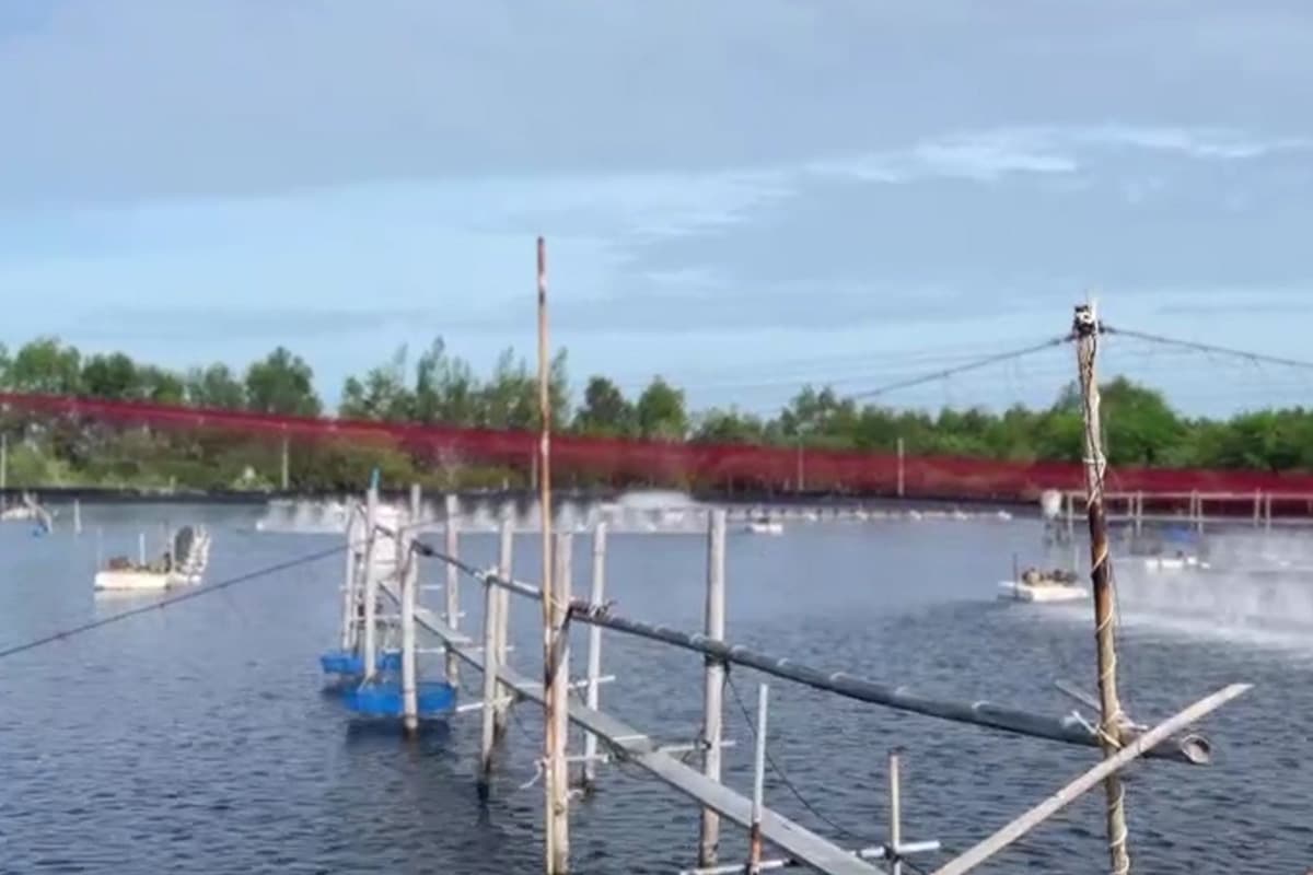 Shrimp-farmers-in-the-South-are-facing-a-shortage-of-shrimp-breeds-SPACEBAR-Photo01-2.jpg