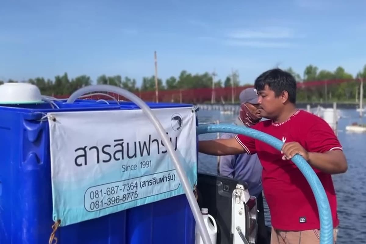 Shrimp-farmers-in-the-South-are-facing-a-shortage-of-shrimp-breeds-SPACEBAR-Photo05.jpg