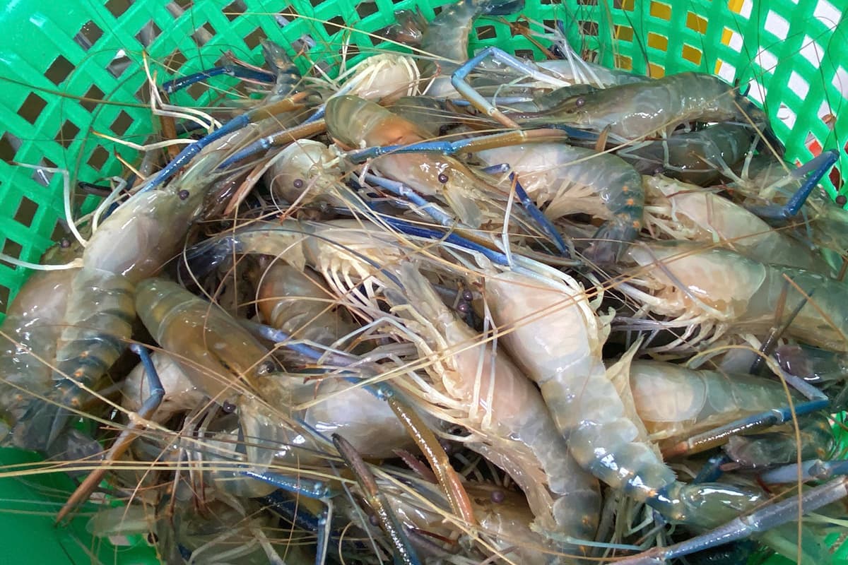 Shrimp-farmers-in-the-South-are-facing-a-shortage-of-shrimp-breeds-SPACEBAR-Photo06.jpg