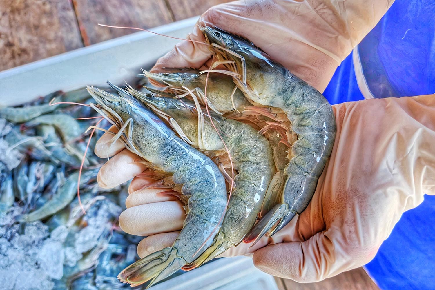 กุ้งราคาตกต่ำ “เกษตรกร จ.ตรัง” ร้องภาครัฐช่วยลดต้นทุนการผลิต พร้อมมีมาตรการควบคุมราคารับซื้ออย่างเป็นธรรม