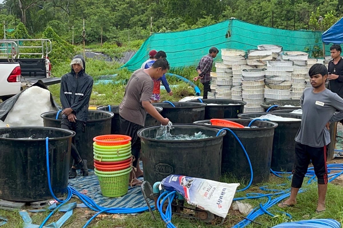 Shrimp-prices-plummet-farmers-in-Trang-province-urge-government-assistance-SPACEBAR-Photo01.jpg