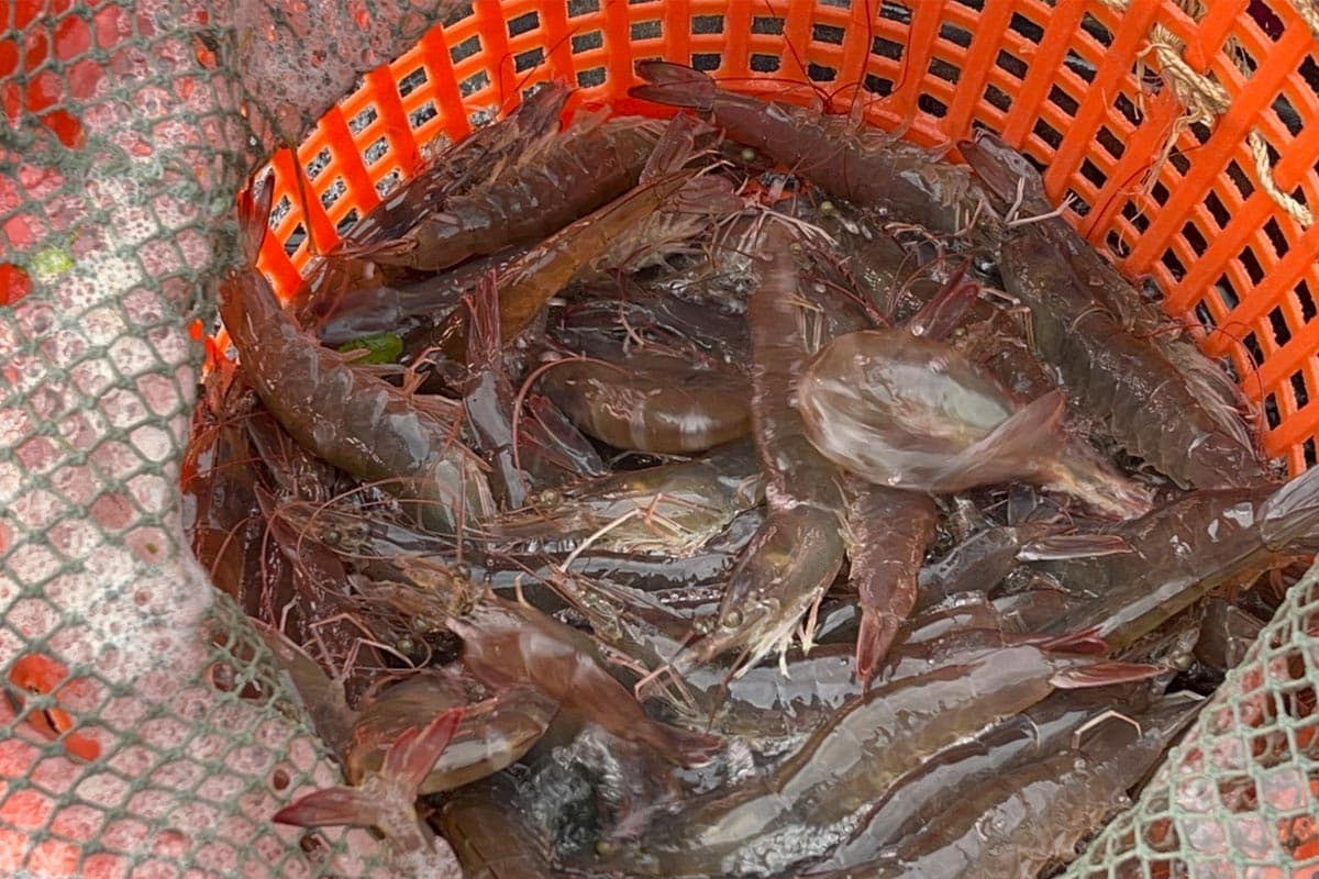 Shrimp-prices-plummet-farmers-in-Trang-province-urge-government-assistance-SPACEBAR-Photo02.jpg