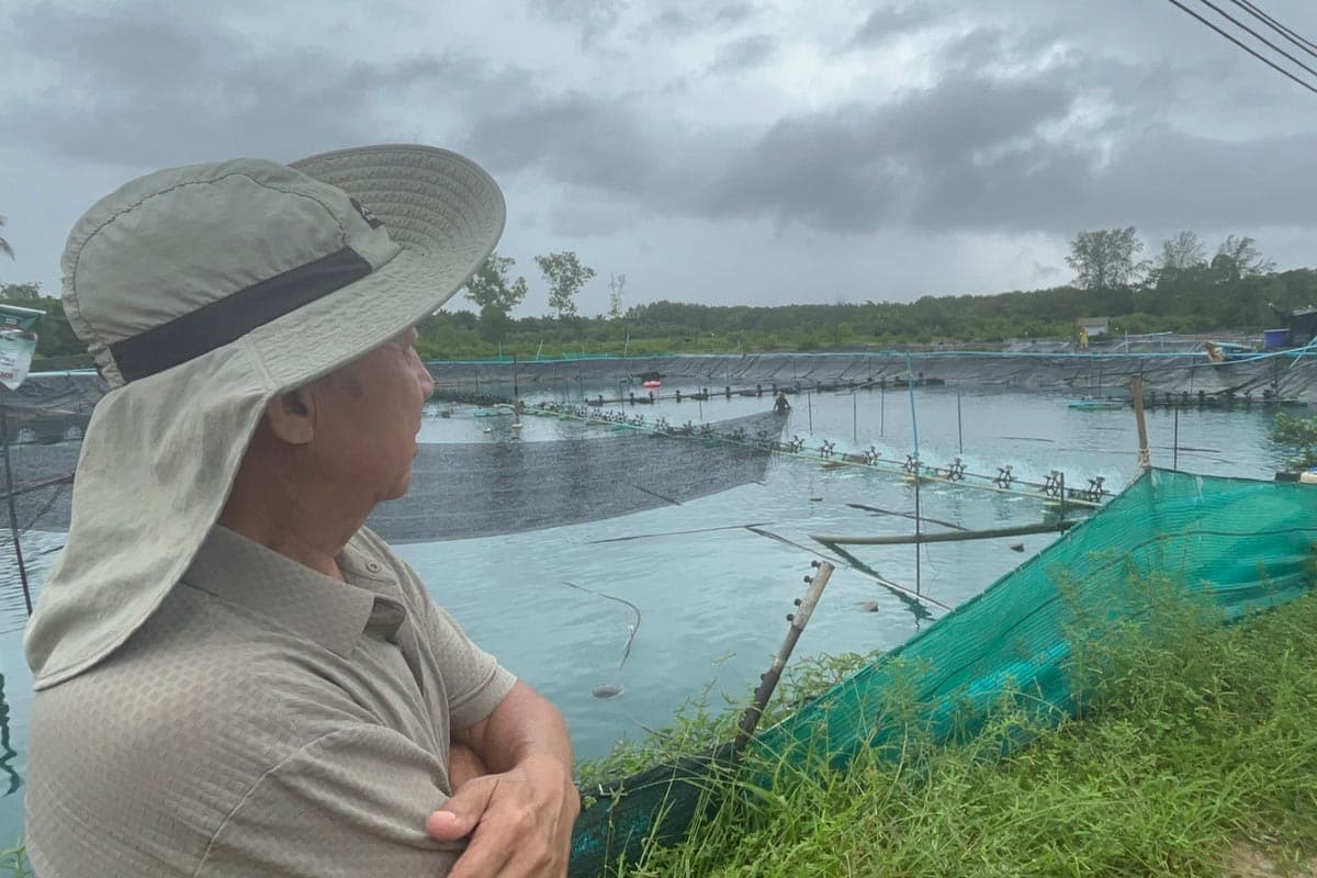 Shrimp-prices-plummet-farmers-in-Trang-province-urge-government-assistance-SPACEBAR-Photo03.jpg