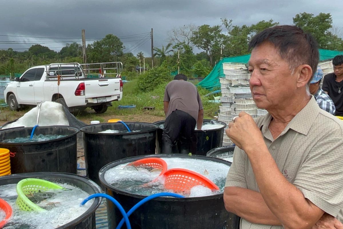 Shrimp-prices-plummet-farmers-in-Trang-province-urge-government-assistance-SPACEBAR-Photo06.jpg