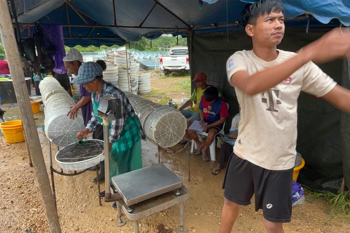 Shrimp-prices-plummet-farmers-in-Trang-province-urge-government-assistance-SPACEBAR-Photo08.jpg