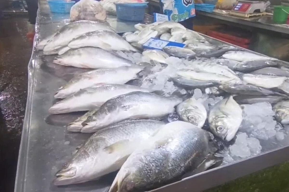 Shrimp-prices-plummet-farmers-in-Trang-province-urge-government-assistance-SPACEBAR-Photo11.jpg