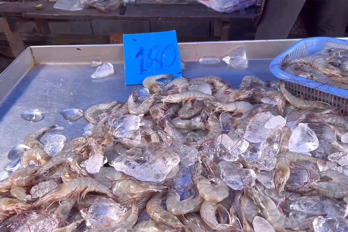 Shrimp-prices-plummet-farmers-in-Trang-province-urge-government-assistance-SPACEBAR-Photo12.jpg