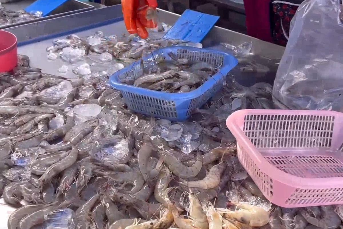 Shrimp-prices-plummet-farmers-in-Trang-province-urge-government-assistance-SPACEBAR-Photo13.jpg