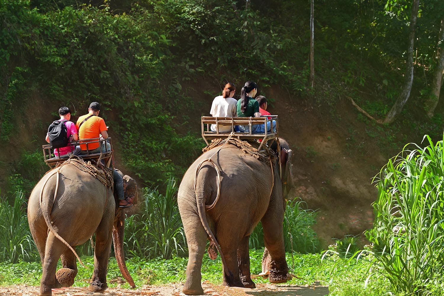 ท่องเที่ยวซบเซา นทท.หาย กระทบธุรกิจปางช้างเชียงใหม่