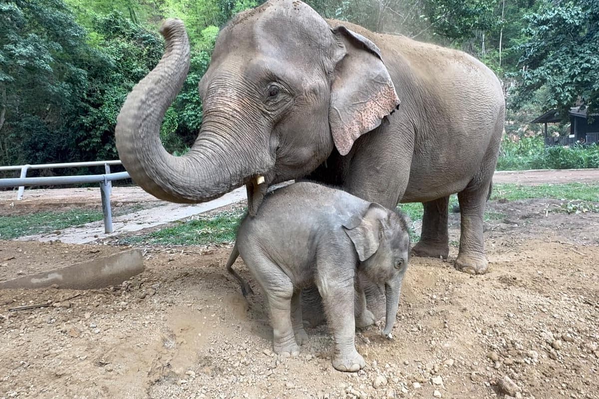 Thai-tourism-is-sluggish-tourists-are-gone-affecting-the-business-of-Chiang Mai-elephant-camps-SPACEBAR-Photo01.jpg
