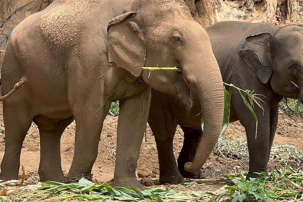 Thai-tourism-is-sluggish-tourists-are-gone-affecting-the-business-of-Chiang Mai-elephant-camps-SPACEBAR-Photo02.jpg