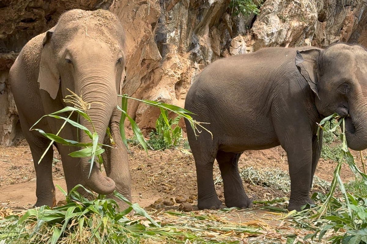 Thai-tourism-is-sluggish-tourists-are-gone-affecting-the-business-of-Chiang Mai-elephant-camps-SPACEBAR-Photo03.jpg