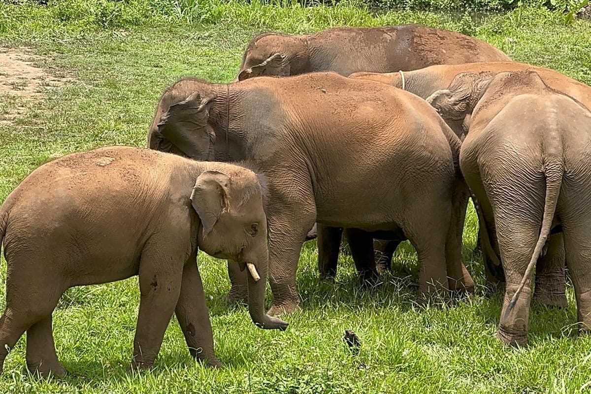 Thai-tourism-is-sluggish-tourists-are-gone-affecting-the-business-of-Chiang Mai-elephant-camps-SPACEBAR-Photo04.jpg