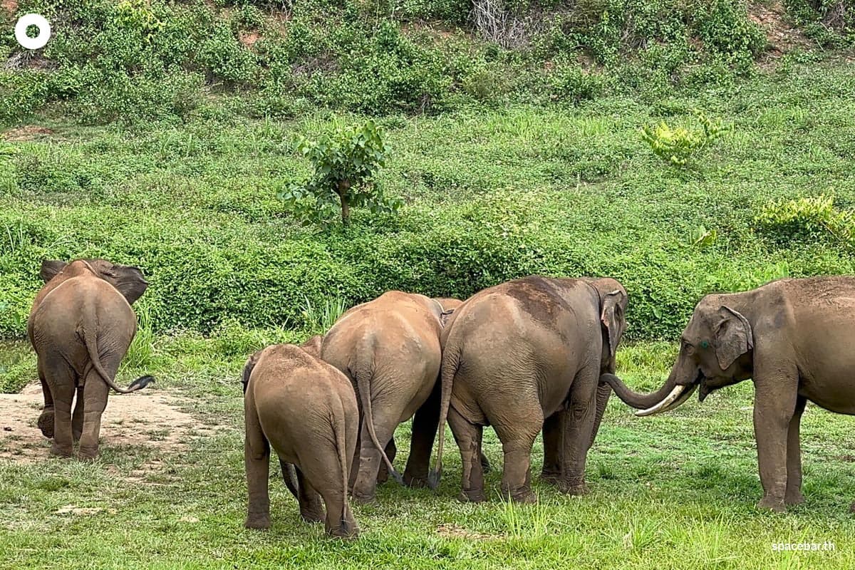 Thai-tourism-is-sluggish-tourists-are-gone-affecting-the-business-of-Chiang Mai-elephant-camps-SPACEBAR-Photo05.jpg