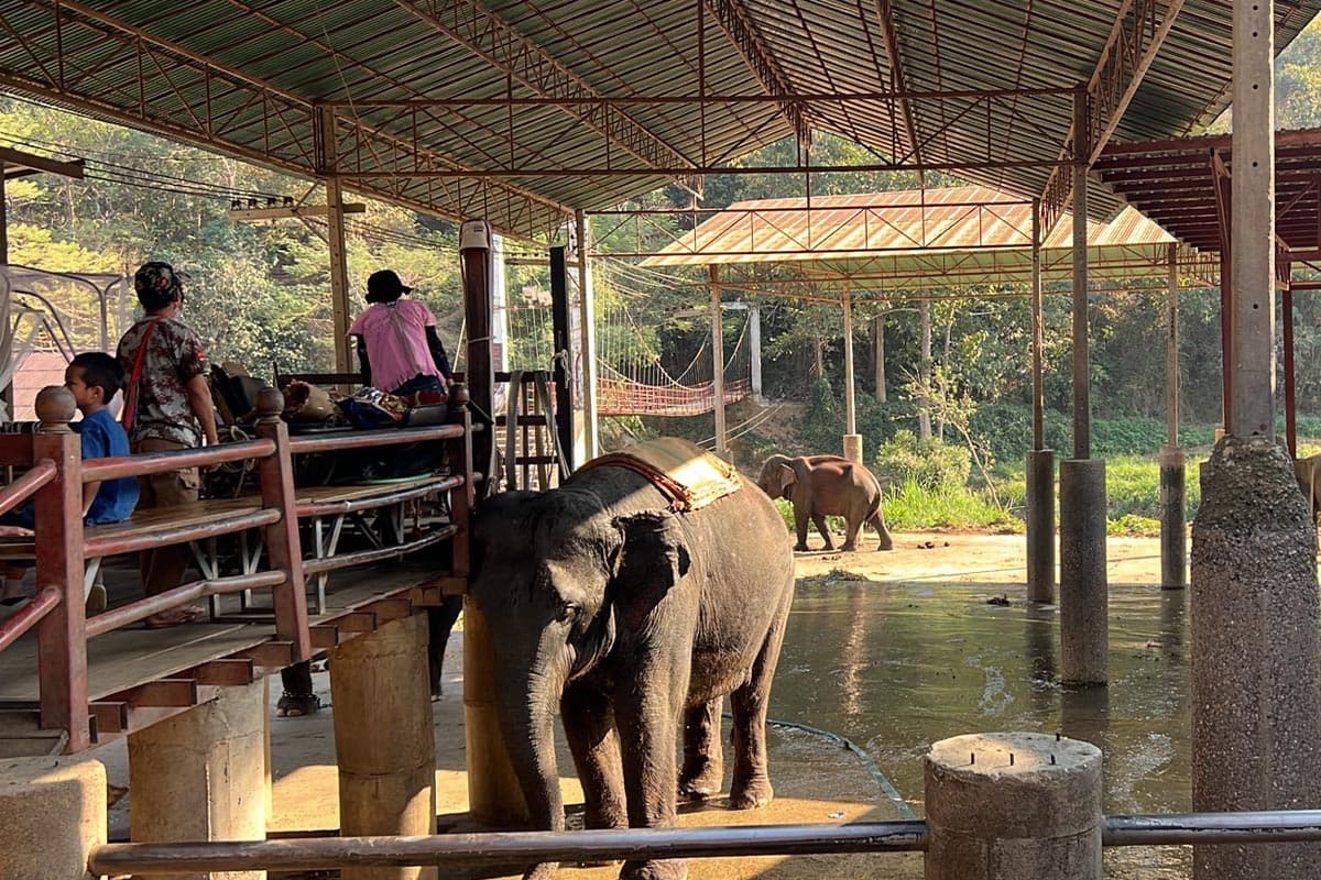 Thai-tourism-is-sluggish-tourists-are-gone-affecting-the-business-of-Chiang Mai-elephant-camps-SPACEBAR-Photo06.jpg