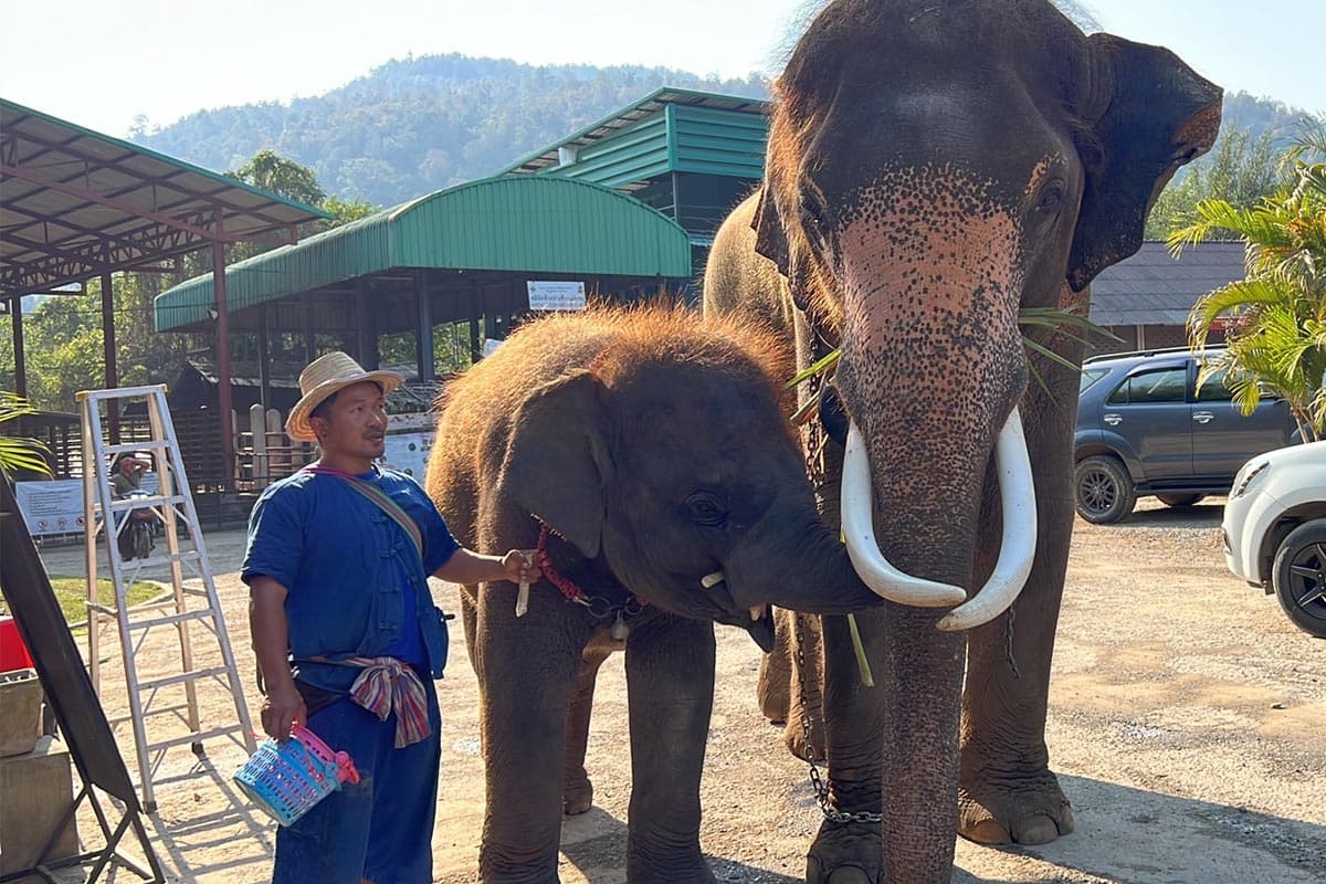 Thai-tourism-is-sluggish-tourists-are-gone-affecting-the-business-of-Chiang Mai-elephant-camps-SPACEBAR-Photo07.jpg