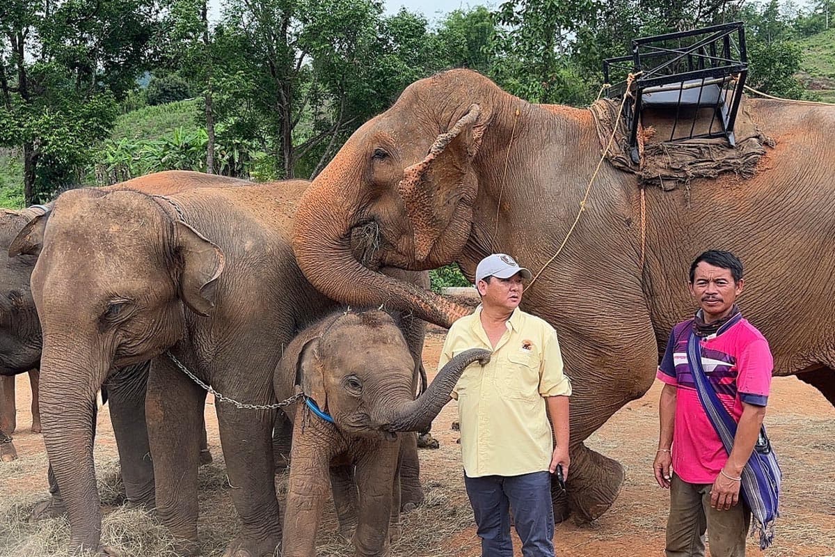 Thai-tourism-is-sluggish-tourists-are-gone-affecting-the-business-of-Chiang Mai-elephant-camps-SPACEBAR-Photo10-1.jpg