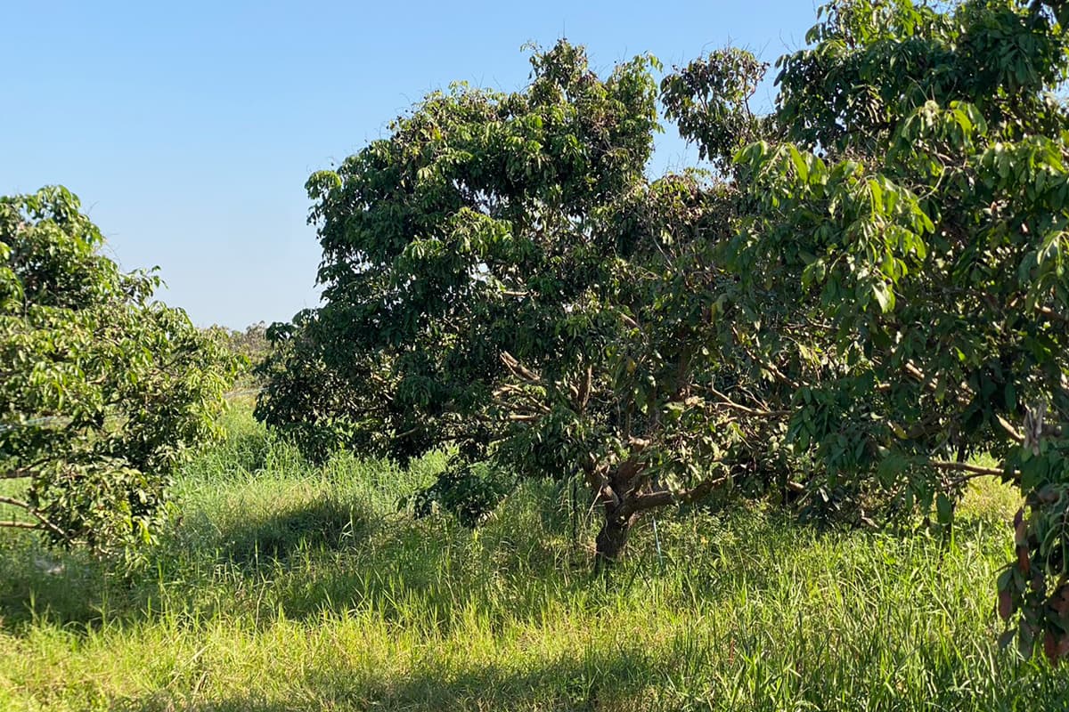 The-Quality-Longan-Orchard-Project-helps-longan-farmers-in-the-northern-region-SPACEBAR-Photo01-1.jpg