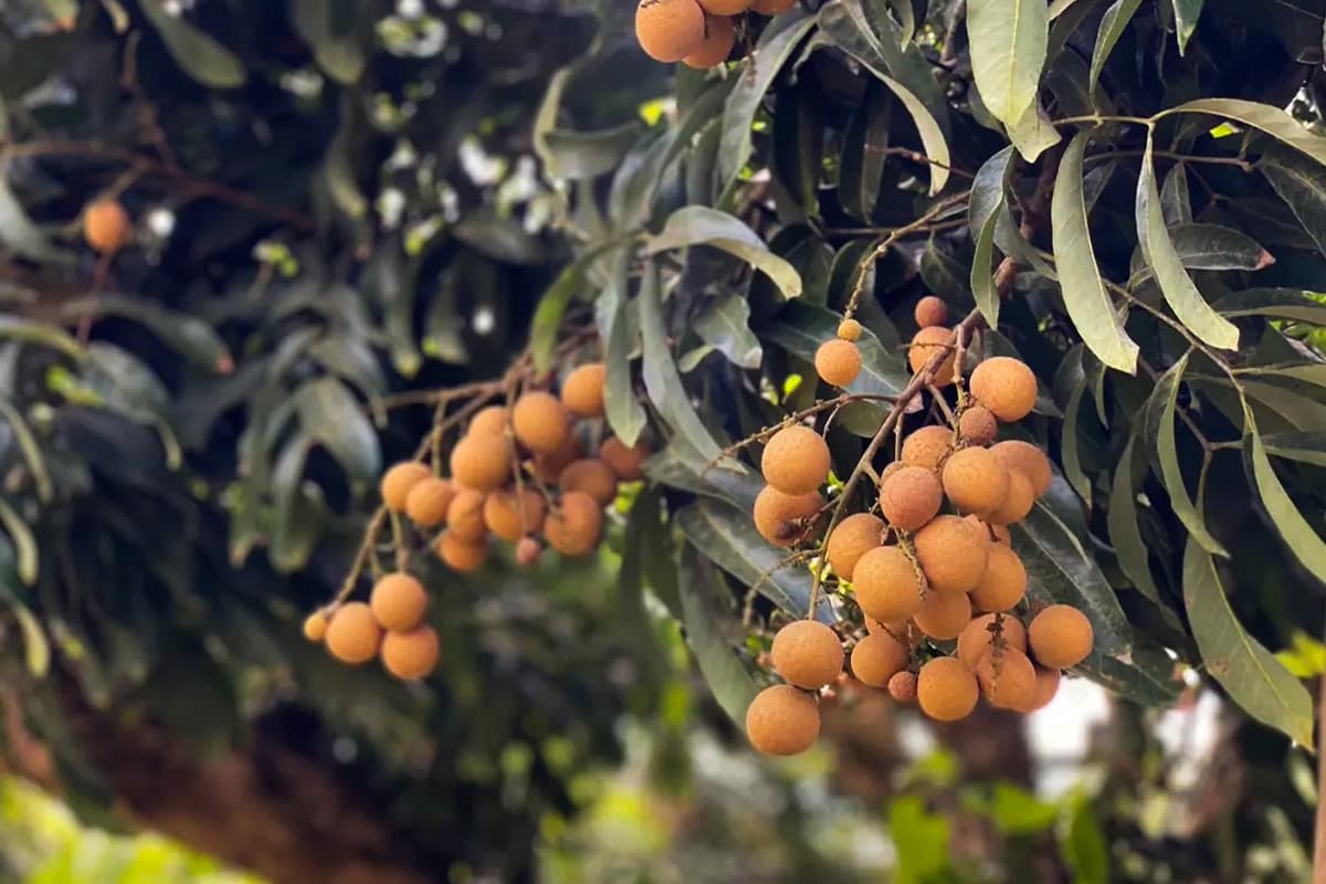 The-Quality-Longan-Orchard-Project-helps-longan-farmers-in-the-northern-region-SPACEBAR-Photo02.jpg