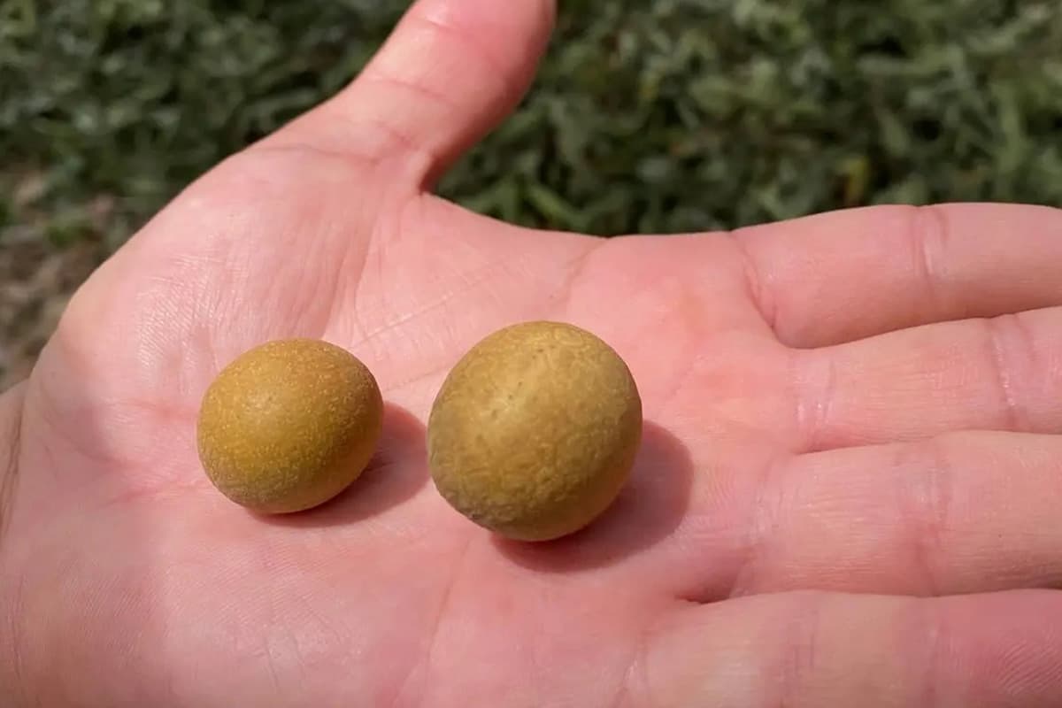 The-Quality-Longan-Orchard-Project-helps-longan-farmers-in-the-northern-region-SPACEBAR-Photo03.jpg