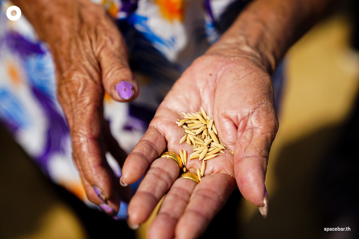 PhotoStory-‘ประชาชน-เกษตรกร’ เก็บเมล็ดพันธุ์ข้าว พระราชพิธีพืชมงคลฯ ณ ท้องสนามหลวง