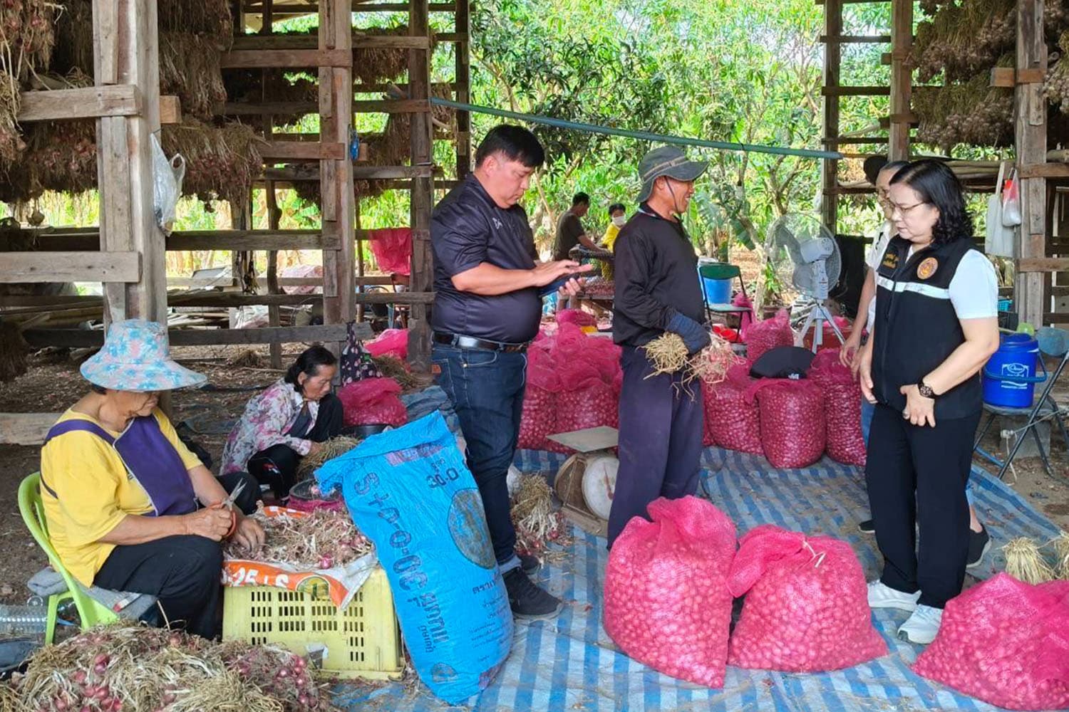‘หอมแดง’ ราคาร่วงหนัก กระทบเกษตรกรเชียงใหม่ขาดทุนอ่วม