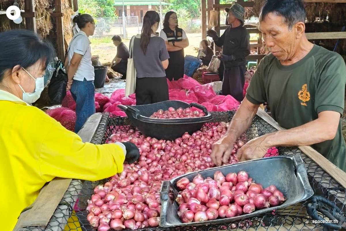 The-plummeting-price-of-shallots-is-severely-impacting-farmers-in-CM-SPACEBAR-Photo02.jpg