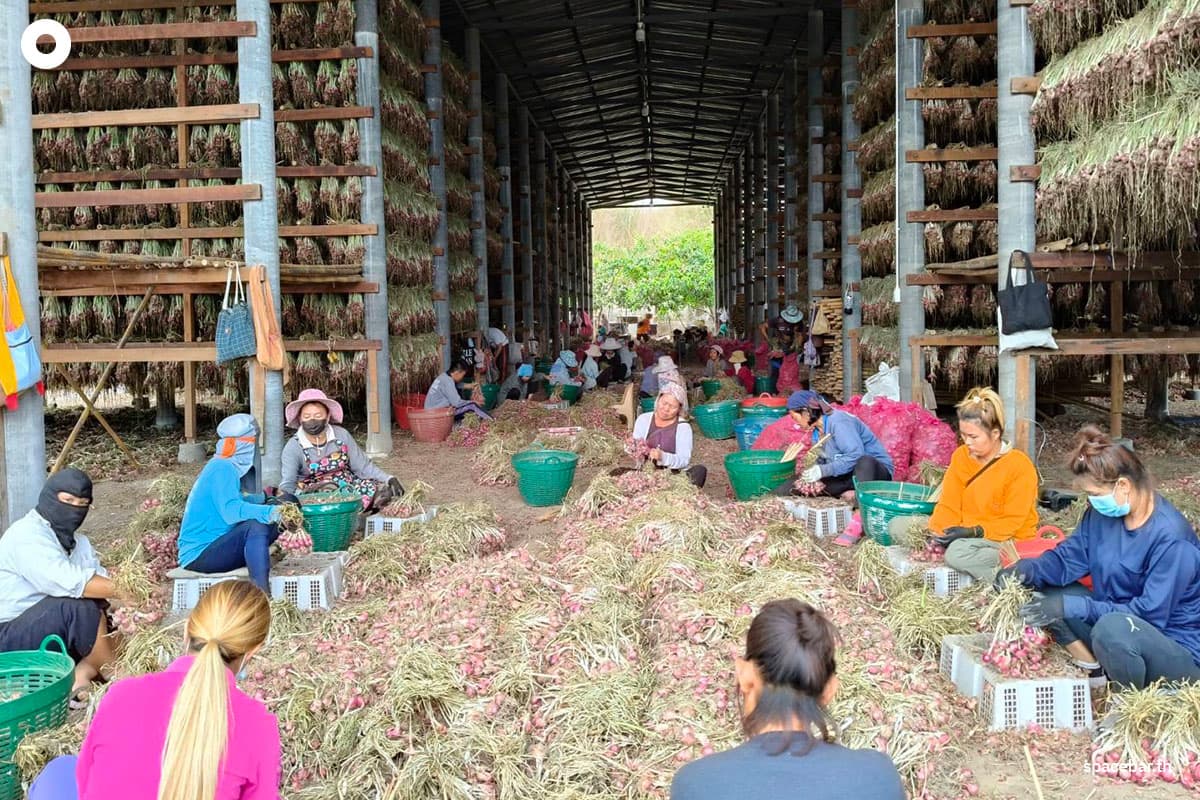 The-plummeting-price-of-shallots-is-severely-impacting-farmers-in-CM-SPACEBAR-Photo03.jpg