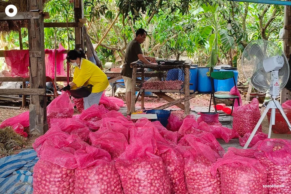 The-plummeting-price-of-shallots-is-severely-impacting-farmers-in-CM-SPACEBAR-Photo04.jpg