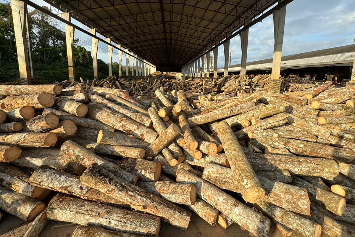 The-rubber-situation-in-Trang-Province-Farmers-are-planting-less-rubber-SPACEBAR-Photo05-1.jpg