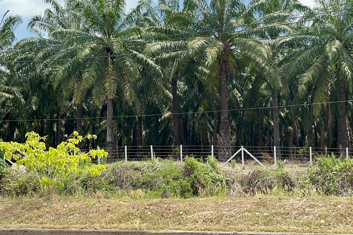 Trang-province-is-urging-the-government-to-increase-biodiesel-production-B10-B20-SPACEBAR-Photo05.jpg
