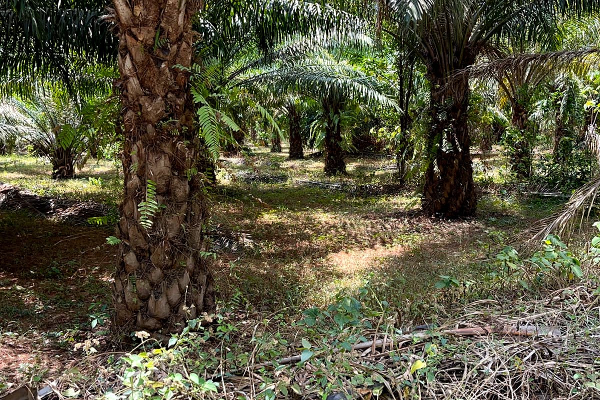 Trang-province-is-urging-the-government-to-increase-biodiesel-production-B10-B20-SPACEBAR-Photo06.jpg