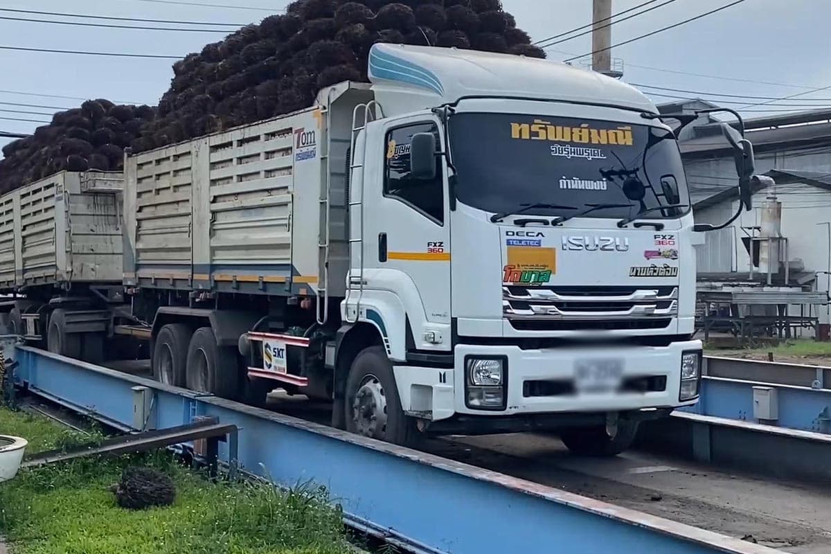 Trang_rushes_to_solve_the_problem_of_palm_oversupply_in_the_market_Factory_buys_at_5_baht_per_kilogram_to_help_farmers_SPACEBAR_Photo02_4c5bdccd9e.jpg