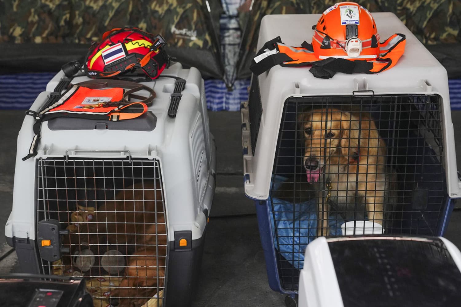 Withdraw_the_rescue_dog_of_the_collapsed_building_SPACEBAR_Hero_679d8f9abe.jpg