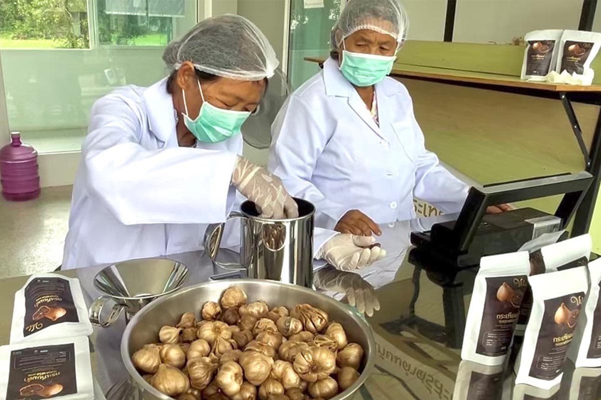 arda-garlic-black-sisaket-premium-farmers-income-SPACEBAR-Photo06.jpg