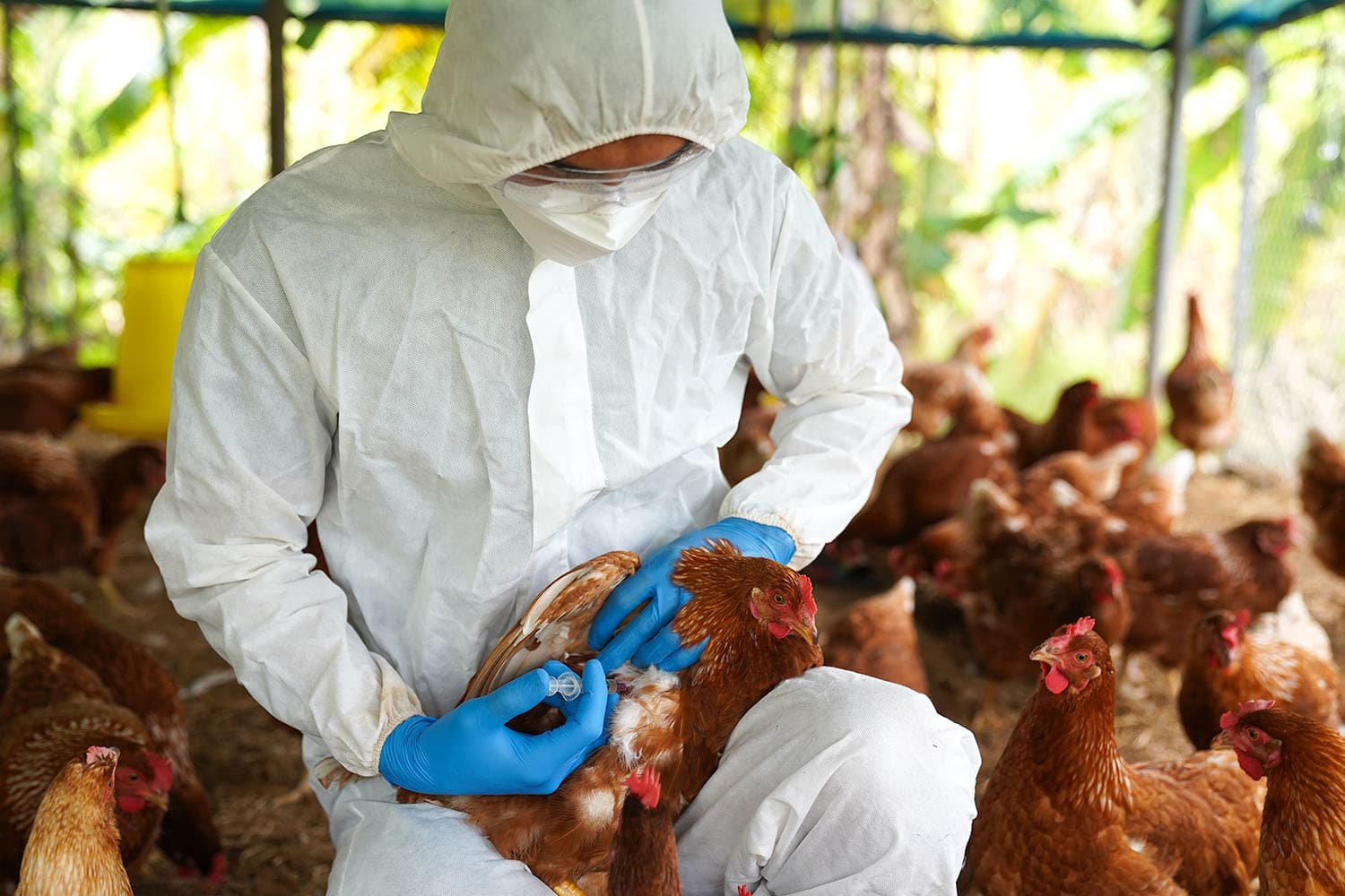 bird_flu_scientists_say_half_of_infections_with_h5n1_in_people_are_fatal_SPACEBAR_Hero_6acbdf28bb.jpg