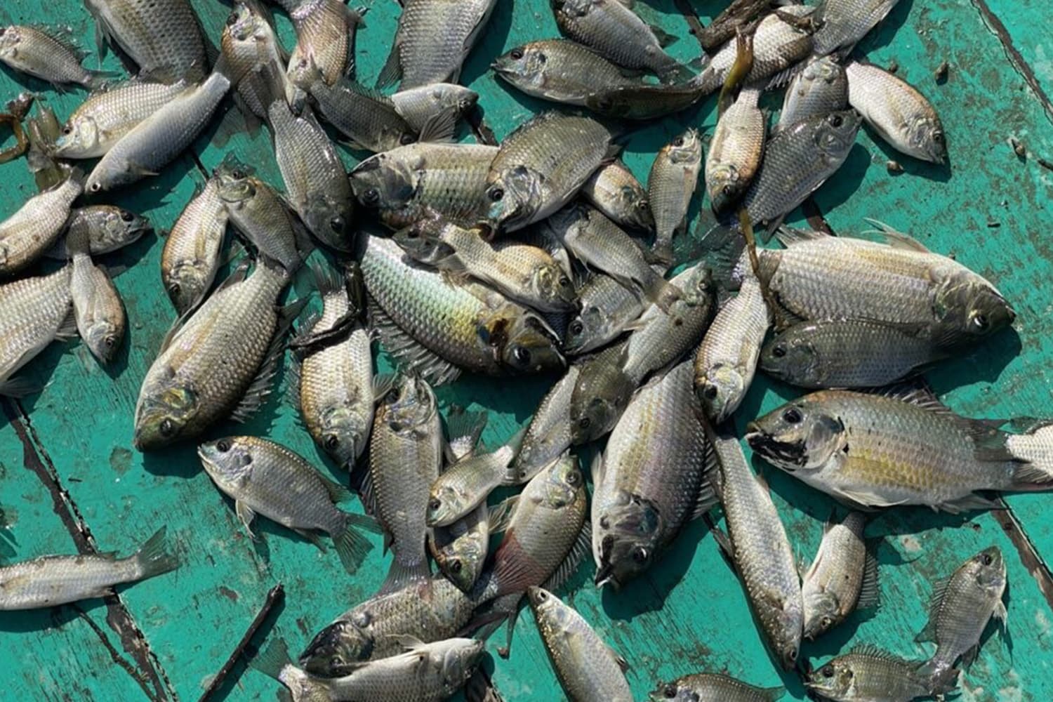 black_chin_cichlid_northeastern_khon_kaen_food_canned_fish_SPACEBAR_Hero_2dae3c3e98.jpg