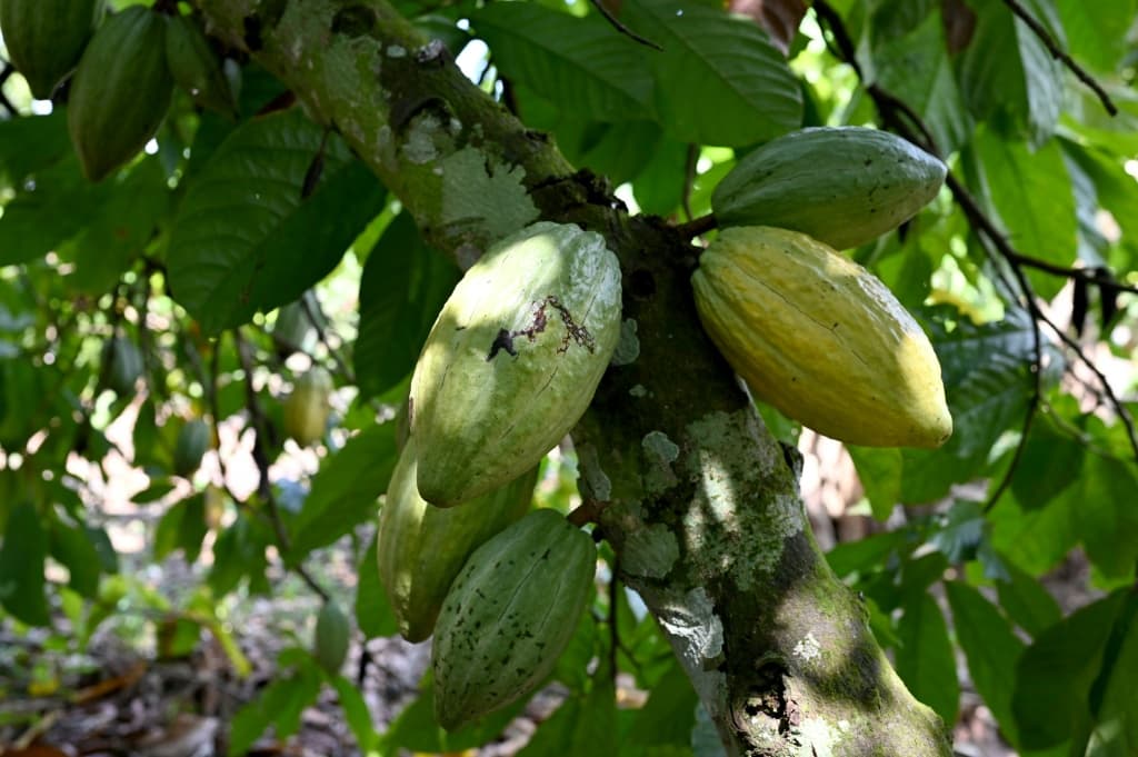 Cocoa pods grow on trees in a plantation in Ivory Coast