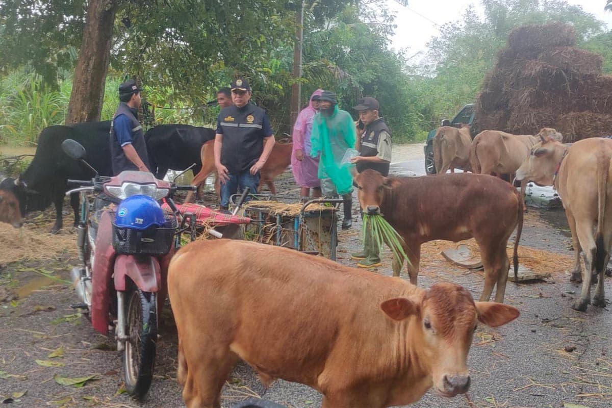 dld-royal-grass-farmers-animals-floods-southern-region-SPACEBAR-Photo02.jpg
