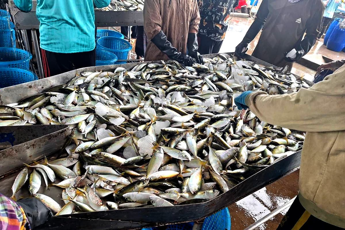 dof-fisher-measures-bay-closure-rehabilitation-fishermen-success-SPACEBAR-Photo01.jpg